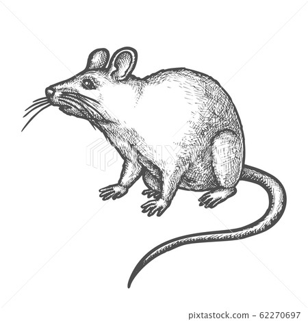 Sketch mouse, cute hand drawn rat rodent animal 62270697