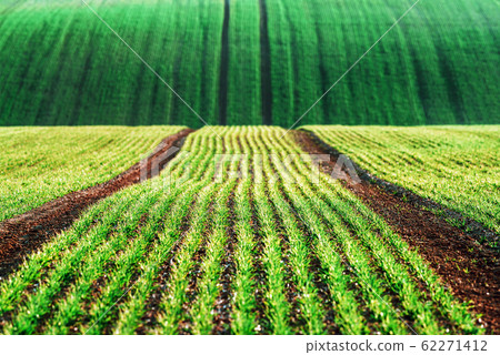 Green wheat rows and waves of the agricultural fields 62271412