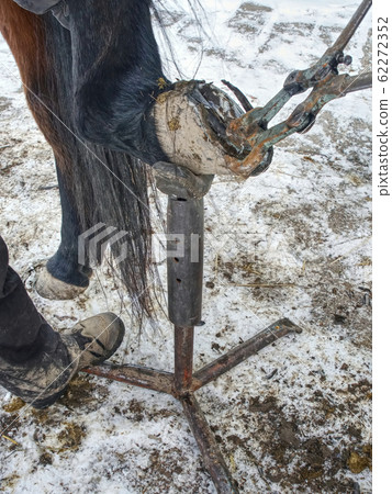 Farrier trimming ceratin from horse hoof. Danger Farrier trimming ceratin from horse hoof. Danger 62272352
