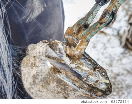 Farrier used cutting pliers for removing horse Farrier used cutting pliers for removing horse 62272354