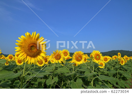 Sunflower field, Mashiko-machi, Tochigi Prefecture Sunflower field, Mashiko-machi, Tochigi Prefecture 62273034
