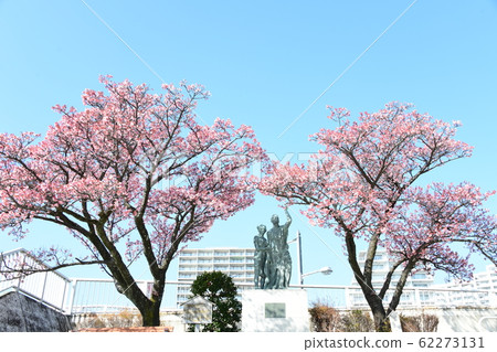 Atami cherry blossoms in full bloom 62273131