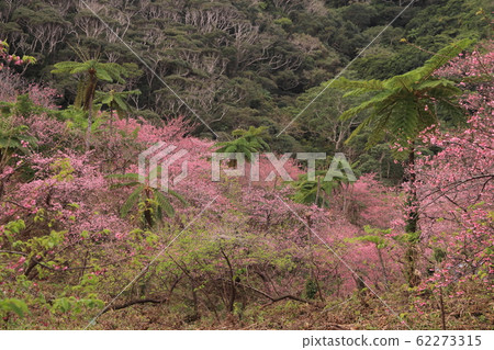 粉紅叢林 粉紅叢林 62273315