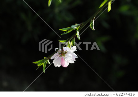 White and pink petals White and pink petals 62274439