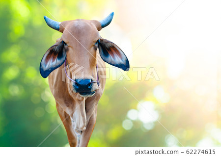 Close-up Cow isolated On a natural background. 62274615