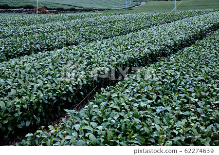Tea field Tea field 62274639