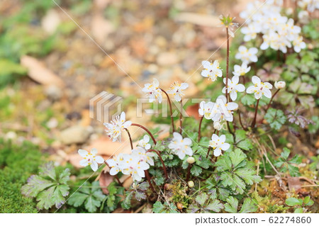 百草仁的花朵 百草仁的花朵 62274860
