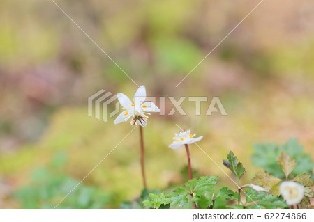 Flowers of Baikaouren 62274866