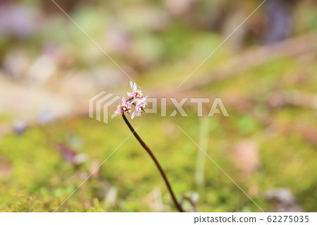 可愛的冬天野花 62275035