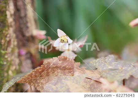 Snow throat flowers 62275043