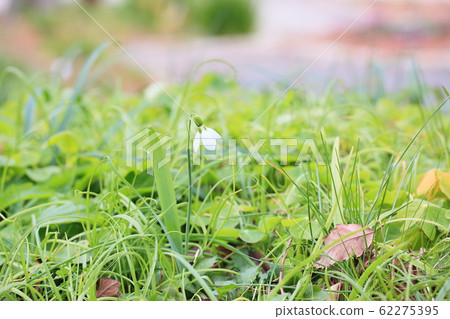 Snowdrop flowers Snowdrop flowers 62275395