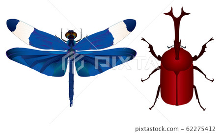 蝴蝶蠅和甲蟲 62275412