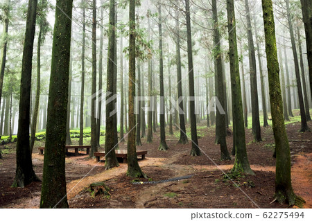 Cedar Forest Trail 62275494