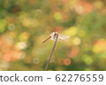 長野的蜻蜓和秋天的落葉 62276559