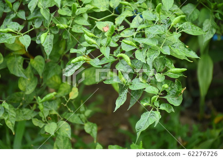 chilli peppers plant in organic garden. 62276726