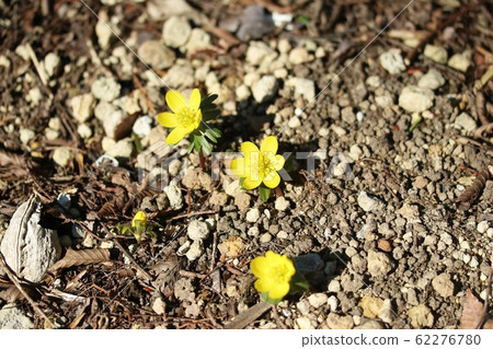 Kibana Eranthis pinnatifida (Yellow flower segment) begins to bloom 62276780