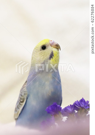 虎皮鸚鵡可愛粉彩彩虹手騎 62276884