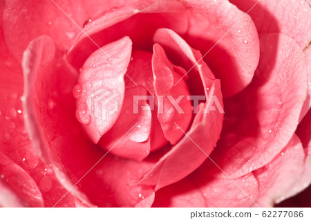 Camellia, tea flower, carnation, present, mother's day, flower stamen Camellia, tea flower, carnation, present, mother's day, flower stamen 62277086