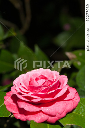 Camellia, tea flower, carnation, present, mother's day, flower stamen Camellia, tea flower, carnation, present, mother's day, flower stamen 62277089