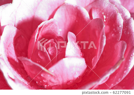 Camellia, tea flower, carnation, present, mother's day, flower stamen Camellia, tea flower, carnation, present, mother's day, flower stamen 62277091