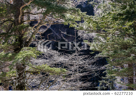[Nagano Prefecture] Kamikochi in winter 62277210