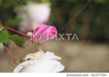 Pink Iceberg buds seen from the side 62277394