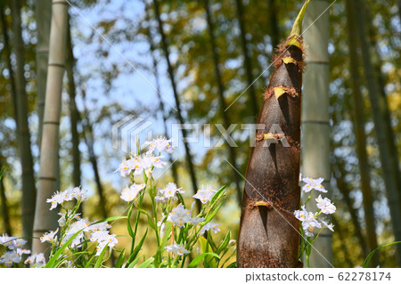 Spring bamboo shoots 62278174