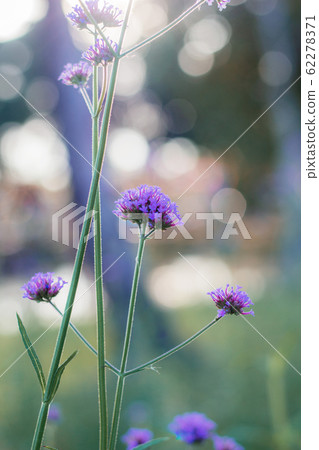Verbena with sunset. 62278371