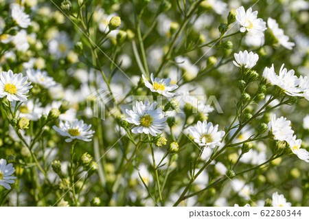 Daisies are blooming in bright sunlight. 62280344