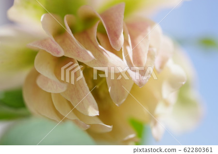 聖誕玫瑰淺粉紅色 62280361