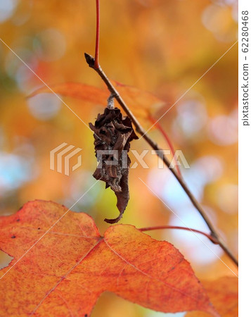 Bagworms ready for winter and colored maple leaves 62280468
