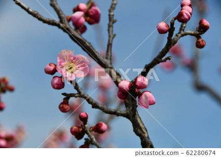 Saburi Bairin / Michishirube / Michibebe Saburi Bairin / Michishirube / Michibebe 62280674