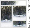 Set of business cards design with peacock Set of business cards design with peacock 62280867