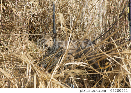 Deer entangled in a protective net 62280921