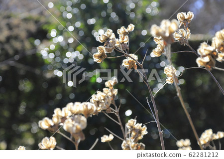 Fuyo水果(花) Fuyo水果(花) 62281212