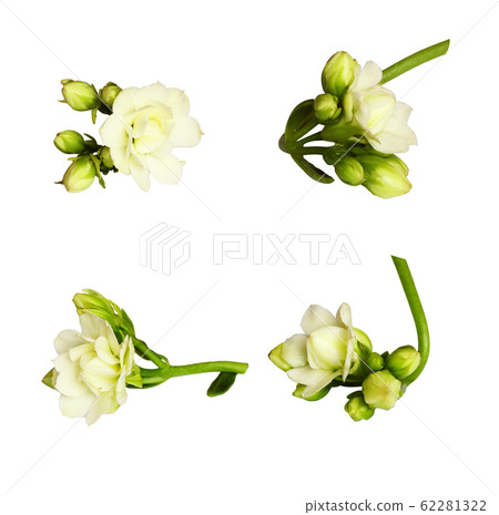 Set of bouvardia du doamond flowers and buds Set of bouvardia du doamond flowers and buds 62281322