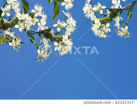 Branches of cherry tree with spring flowers and 62281357