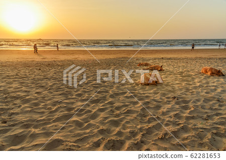 Dogs on Kudle Beach in sunset in Gokarna. India 62281653