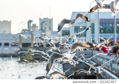 Bang Pu and visitors feeding thousands of seagulls 62282367