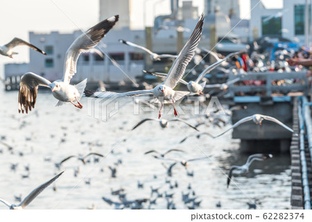 Bang Pu and visitors feeding thousands of seagulls 62282374