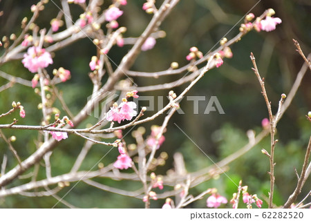 Scarlet cherry blossoms bloom 62282520