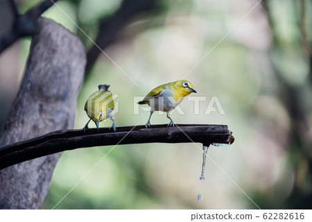 Bird (Swinhoes White-eye) in the nature wild 62282616