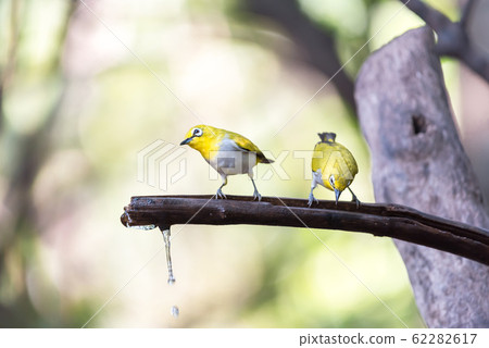 Bird (Swinhoes White-eye) in the nature wild Bird (Swinhoes White-eye) in the nature wild 62282617