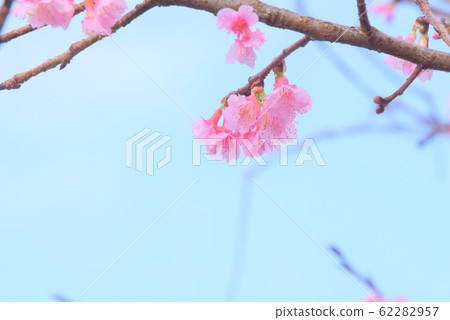 Scarlet cherry blossoms bloom 62282957