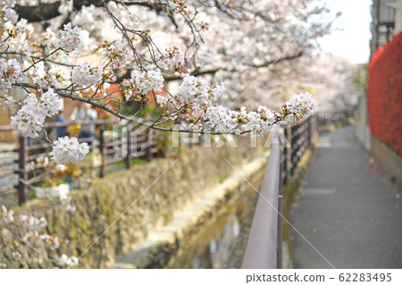 川崎市中原區附近的櫻花 62283495