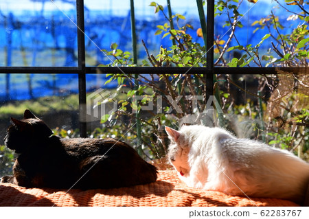 Nyanko by the window. It's a warm cat. Cat image material Nyanko by the window. It's a warm cat. Cat image material 62283767