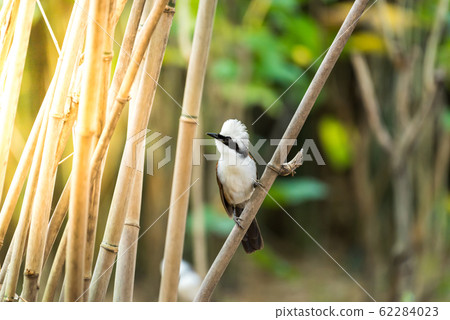 Bird (White-crested Laughingthrush) in nature wild 62284023