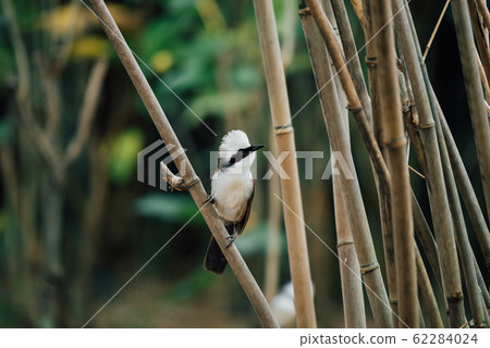 Bird (White-crested Laughingthrush) in nature wild Bird (White-crested Laughingthrush) in nature wild 62284024