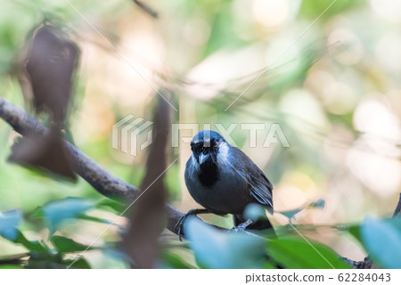 Bird (Black-throated Laughingthrush) in nature Bird (Black-throated Laughingthrush) in nature 62284043