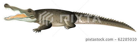 Wild crocodile with sharp teeth on white Wild crocodile with sharp teeth on white 62285010